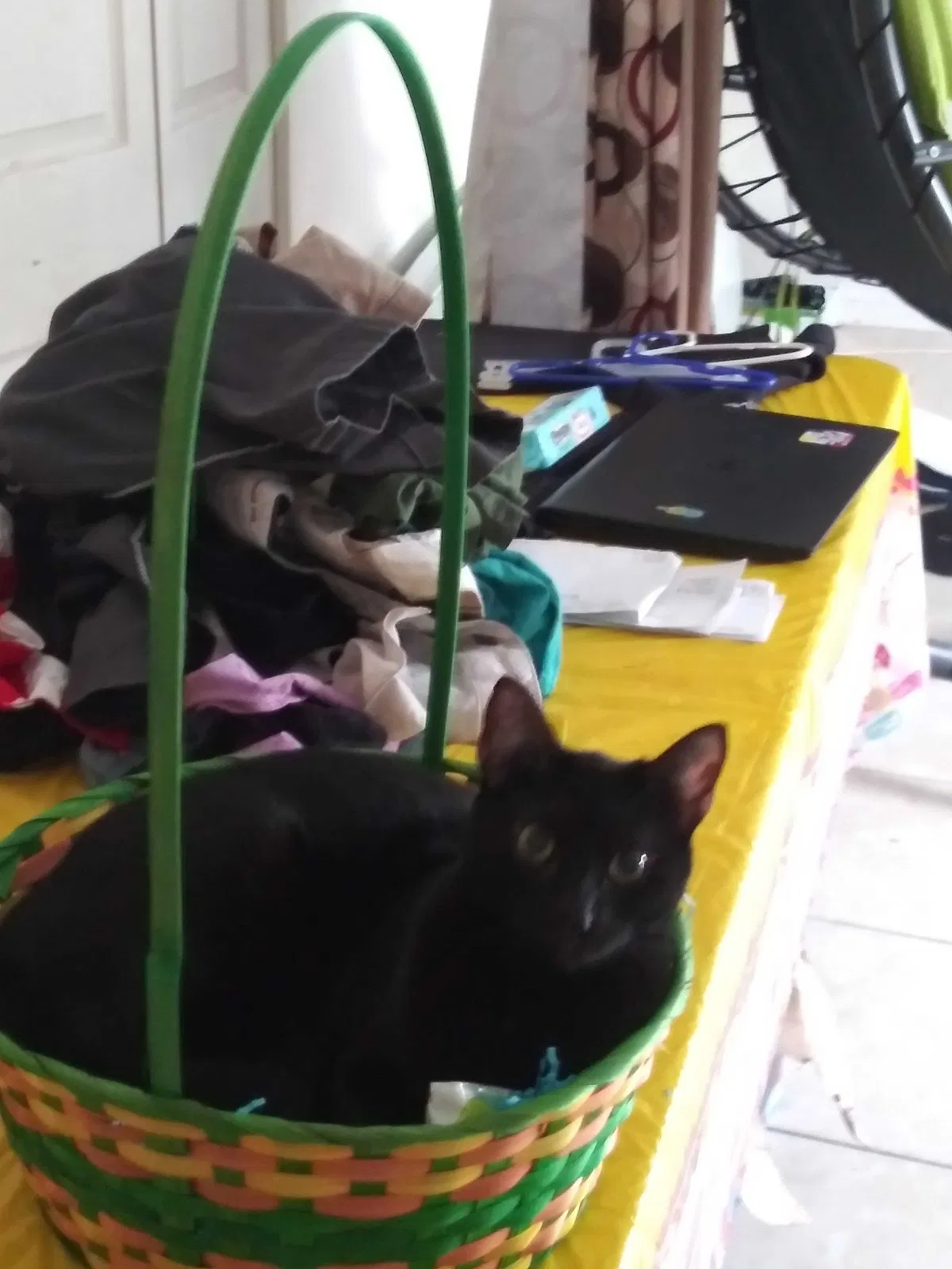 Lost cat in Clearwater, FL, 33755