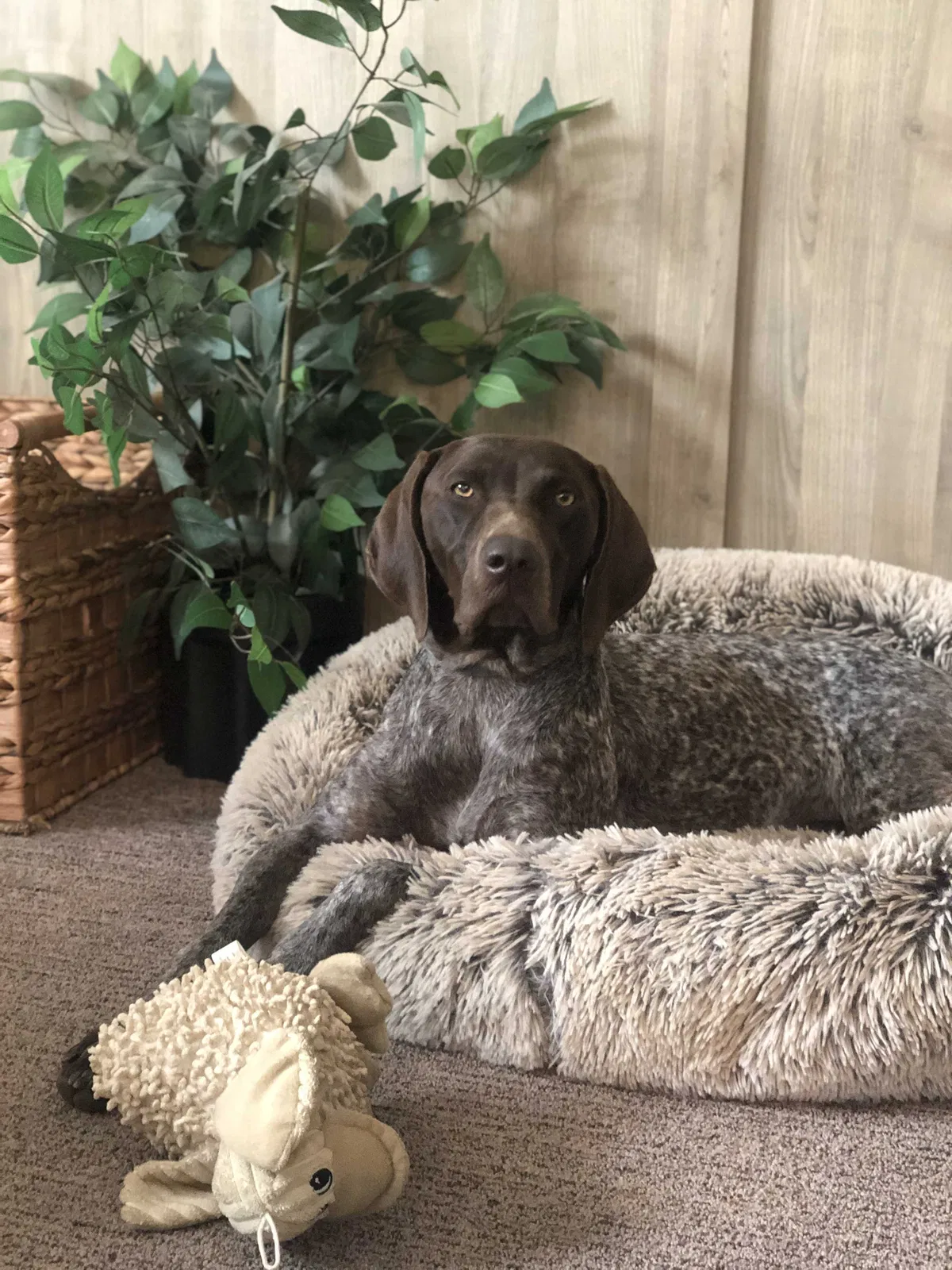 Lost dog in Jessieville, AR, 71949