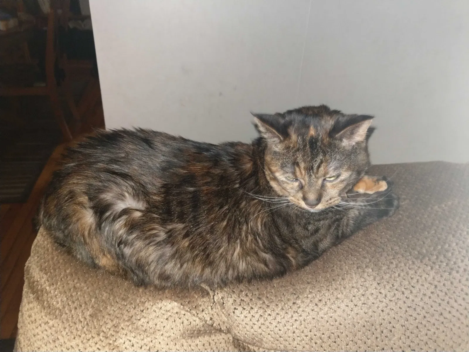 Lost cat in Minneapolis, MN, 55407