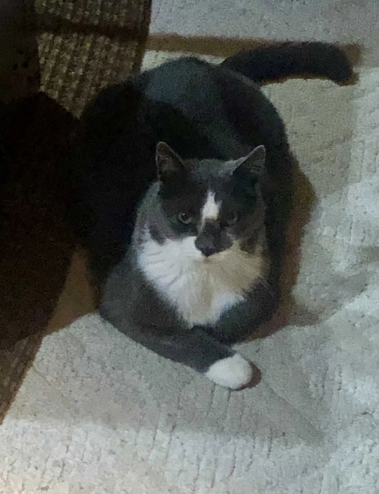 Lost cat in Prescott, WI, 54021