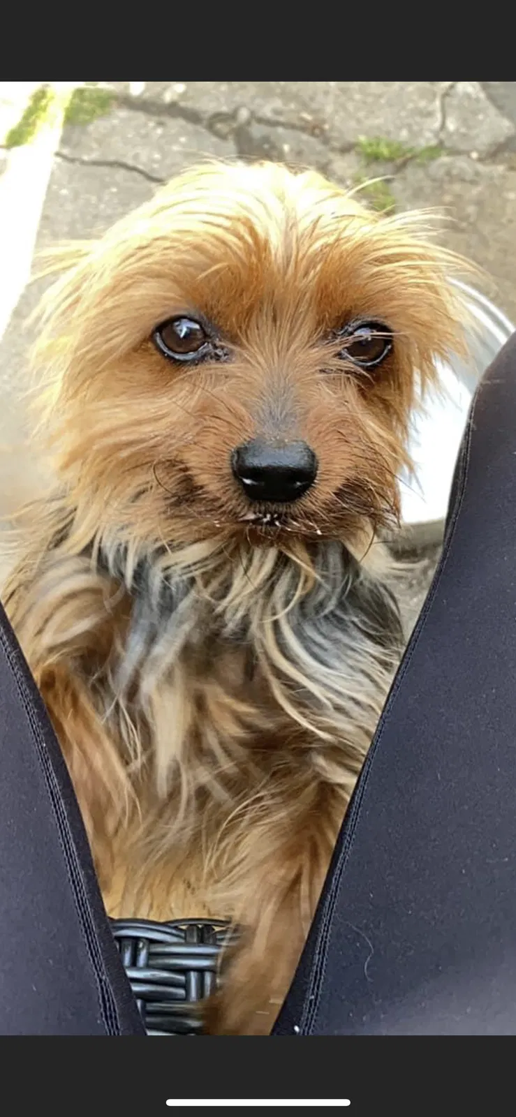 Lost dog in Ashville, OH, 43103