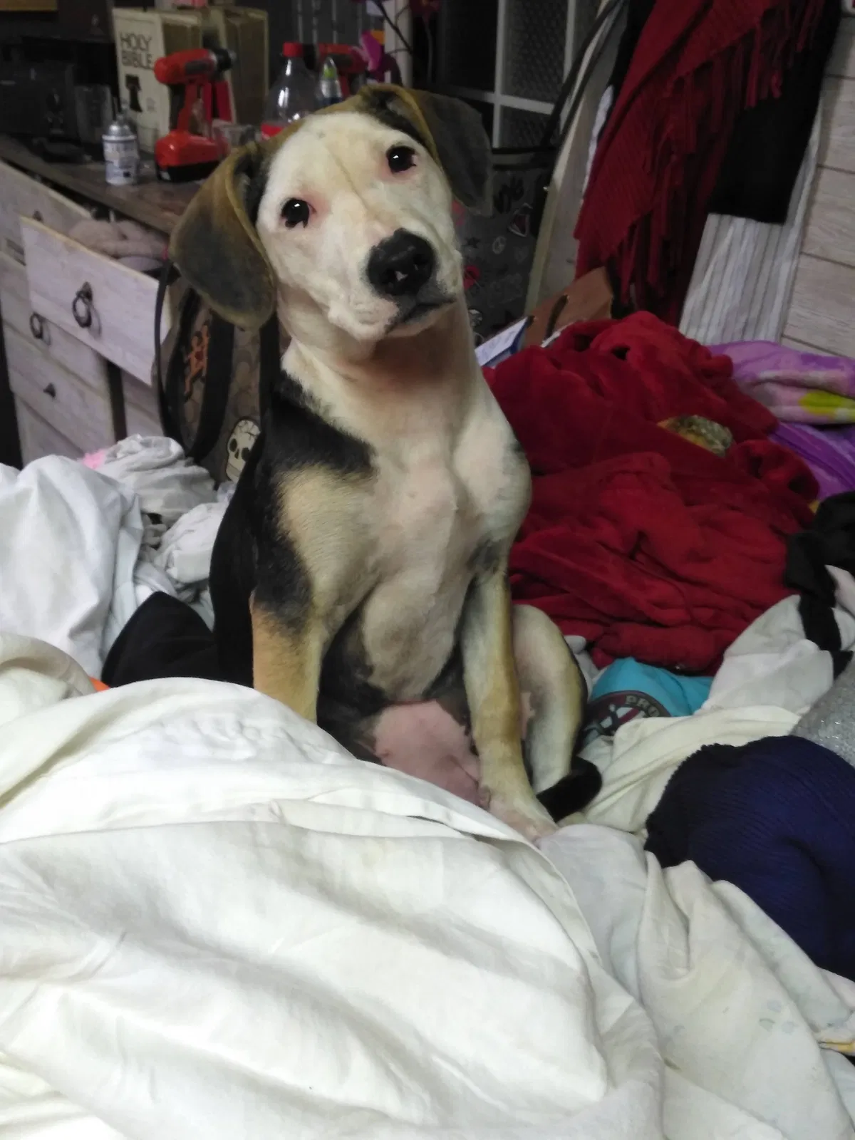 Lost dog in Dunbar, WV, 25064