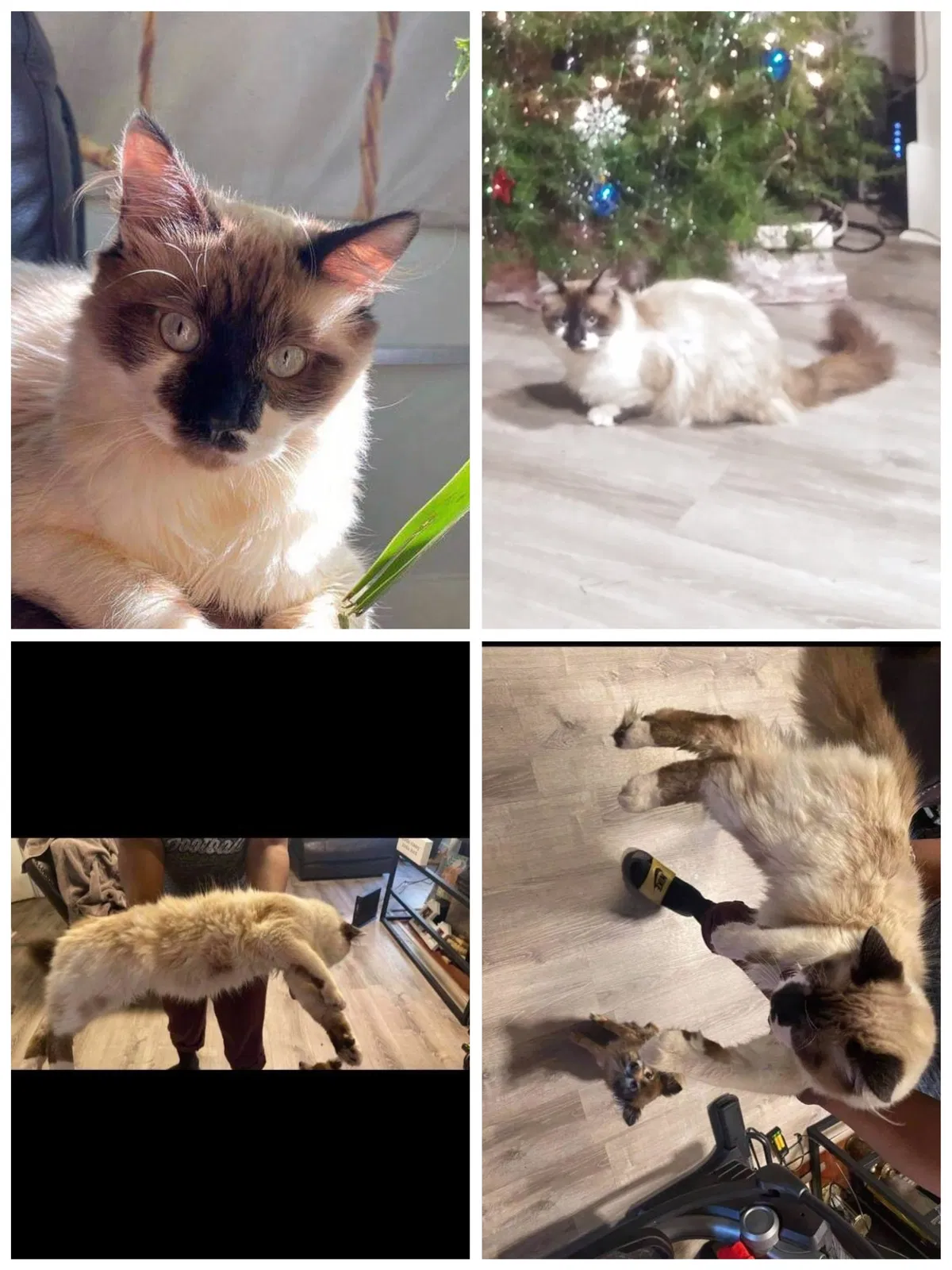 Lost cat in Tacoma, WA, 98408