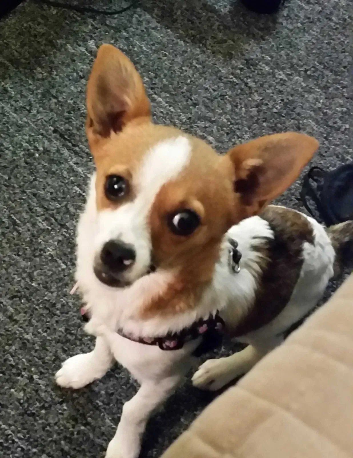 Lost dog in San Francisco, CA, 94109