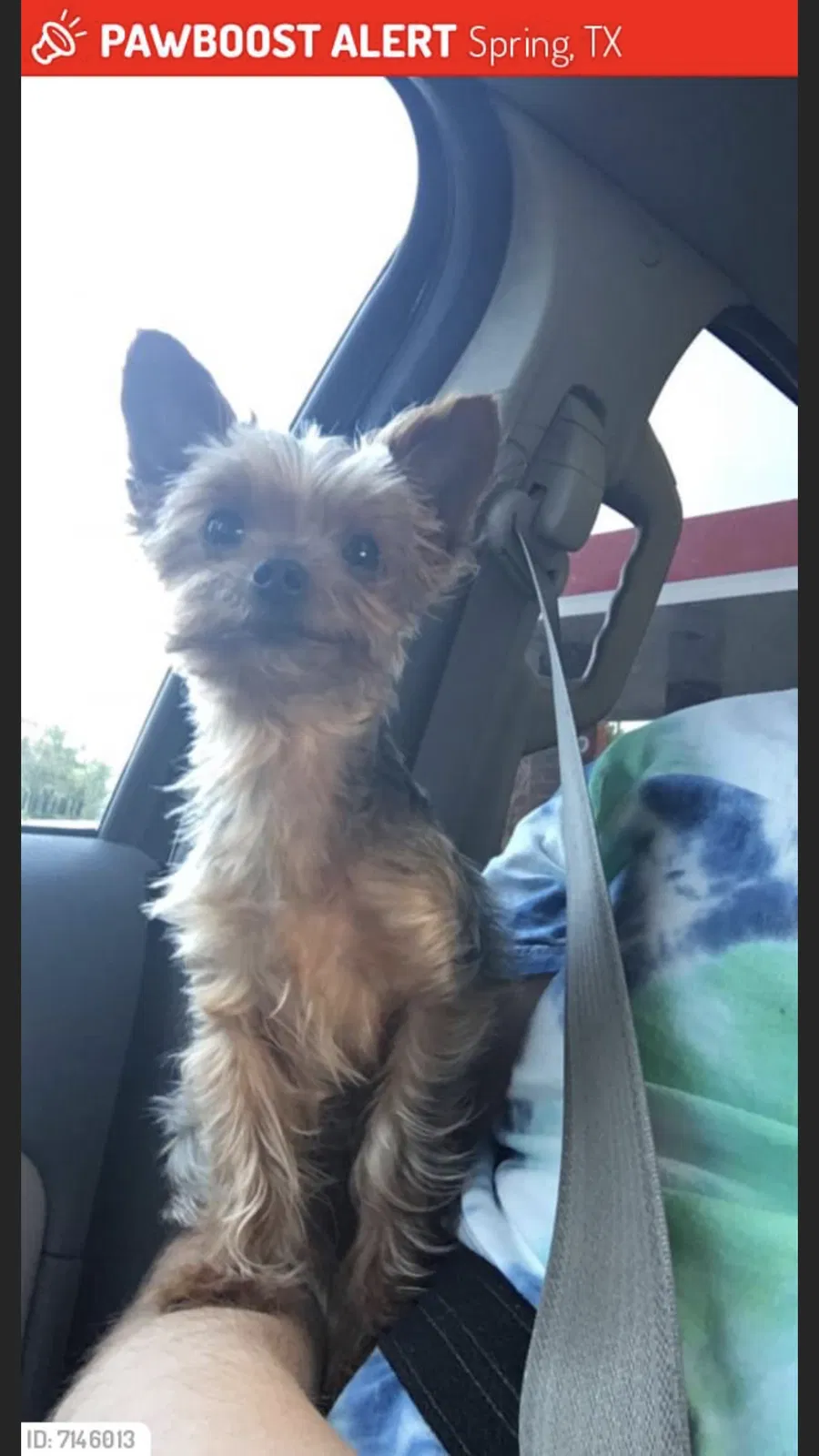 Lost dog in Spring, TX, 77389