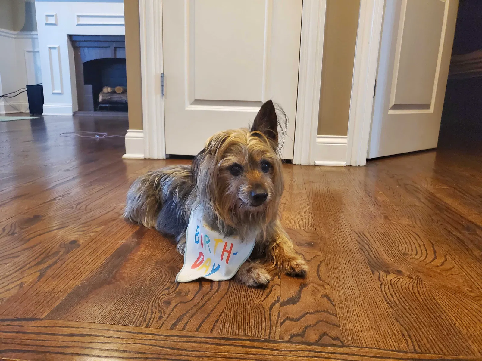 Lost dog in Chicago, IL, 60617