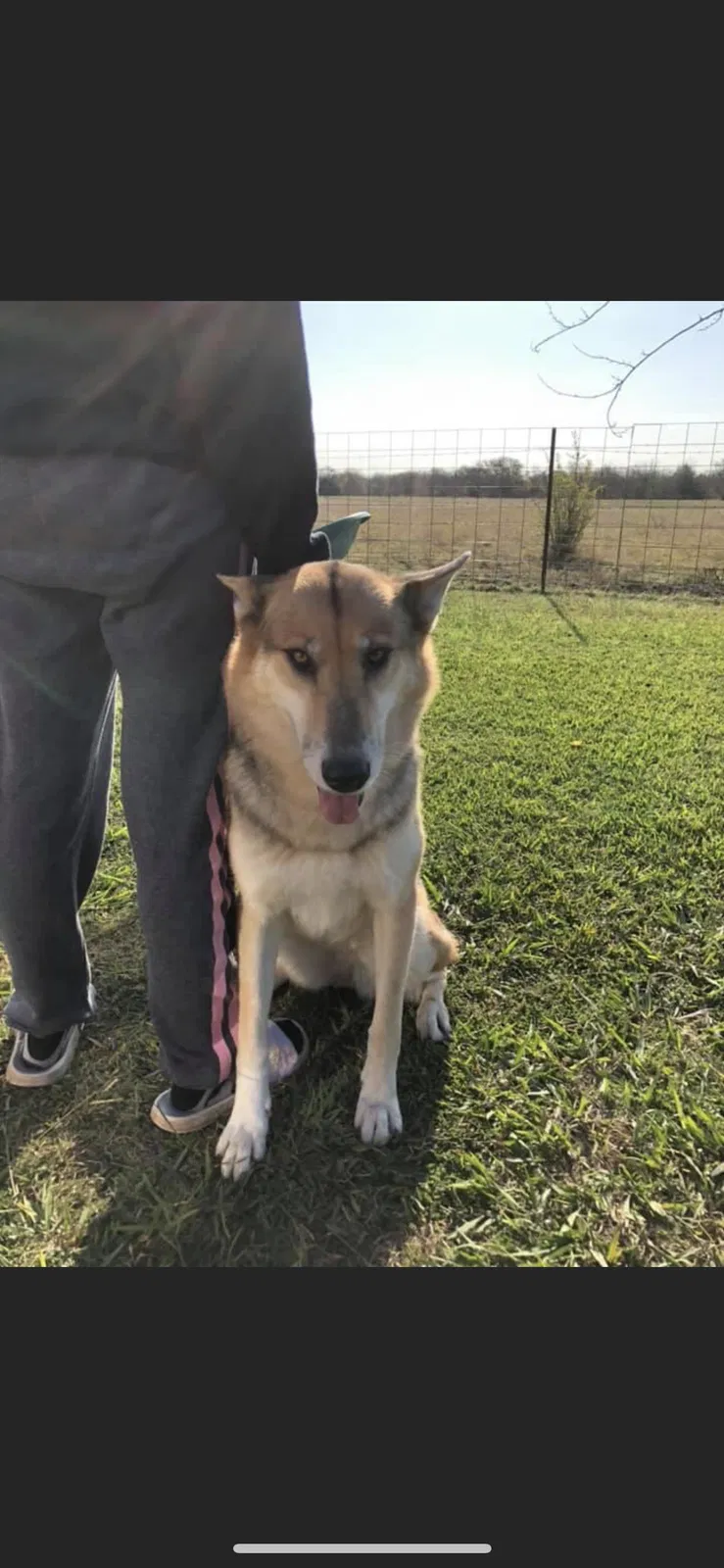 Lost dog in Granbury, TX, 76048