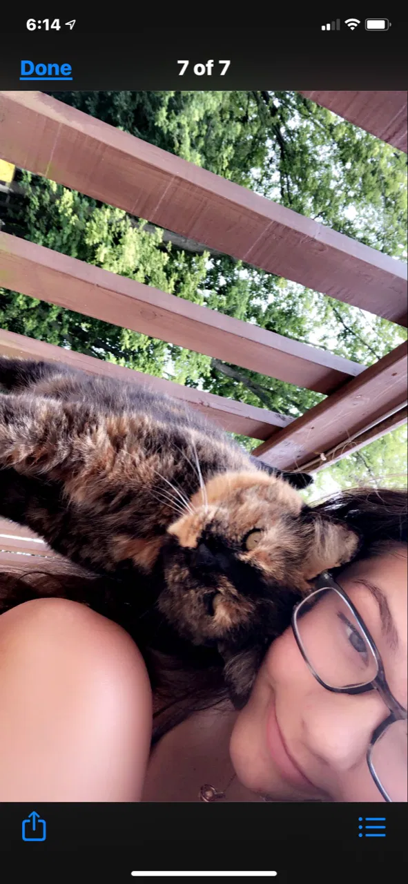 Lost cat in Hartland, WI, 53029
