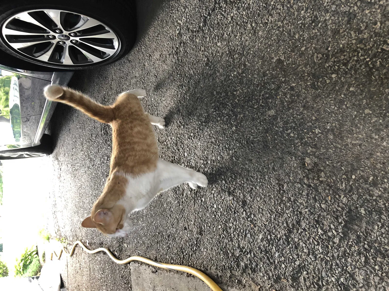 Found cat in Fords, NJ, 8863