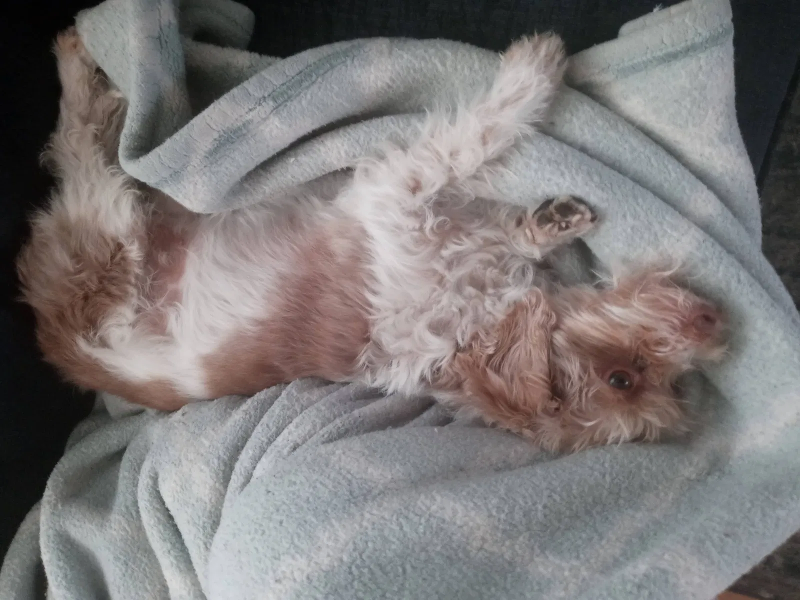 Lost dog in Lancaster, CA, 93535