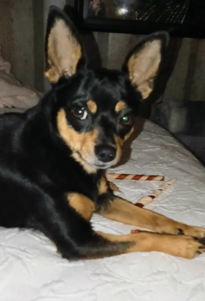 Lost dog in Slidell, LA, 70458
