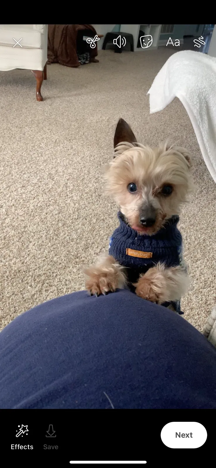Lost dog in Louisville, KY, 40229