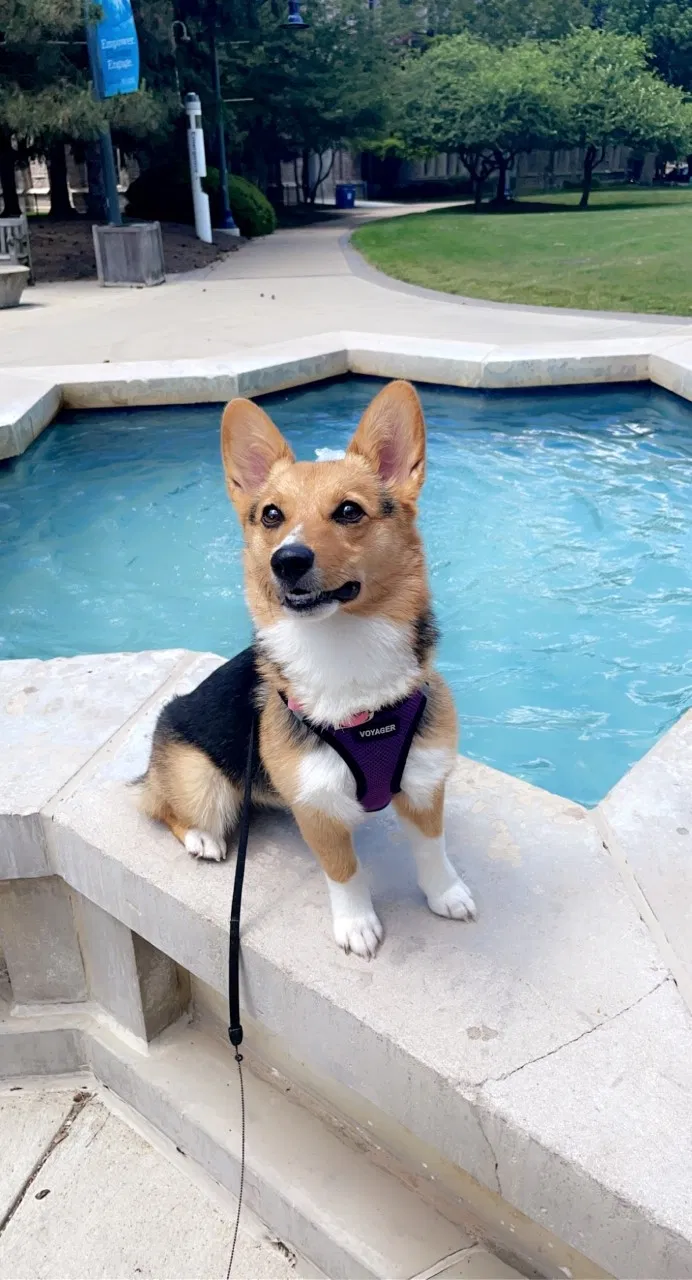 Lost dog in Rising Sun, IN, 47040
