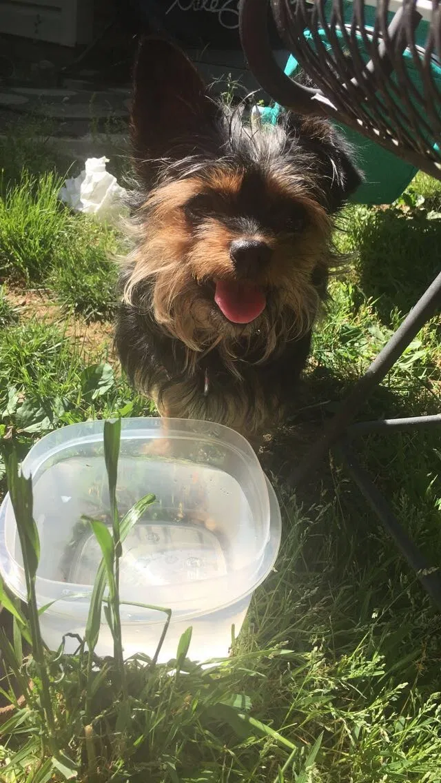 Lost dog in Cherryville, NC, 28021