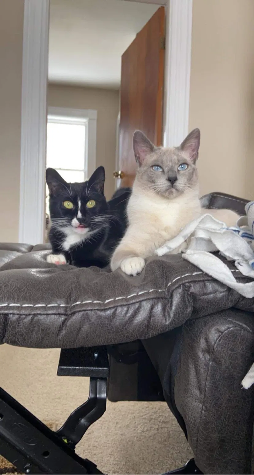 Lost cat in Meredith, NH, 3253