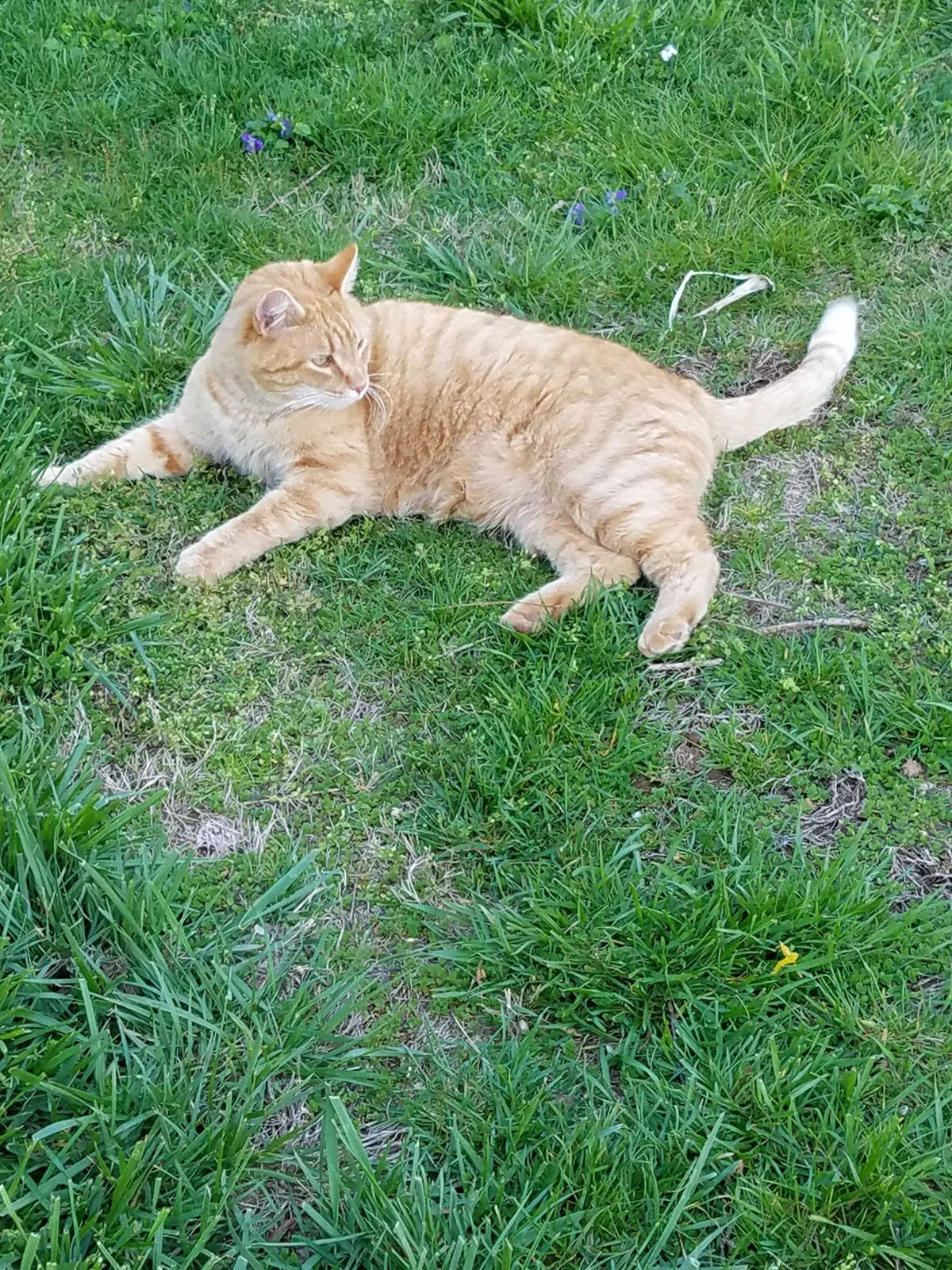 Lost cat in Littlestown, PA, 17340