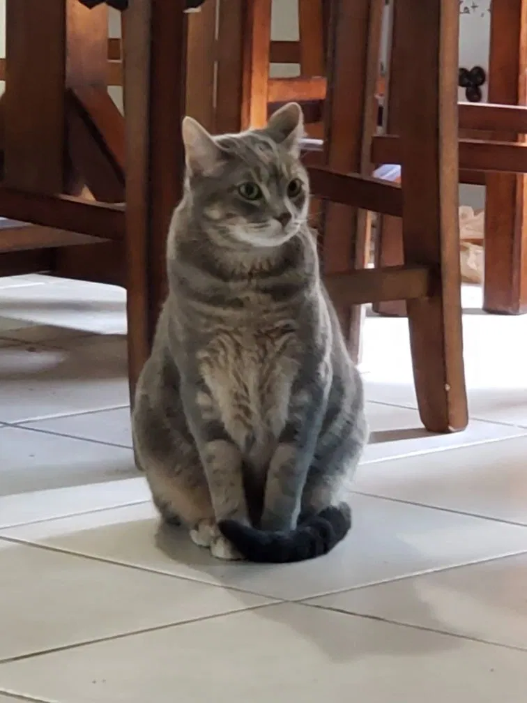 Lost cat in Haslet, TX, 76052