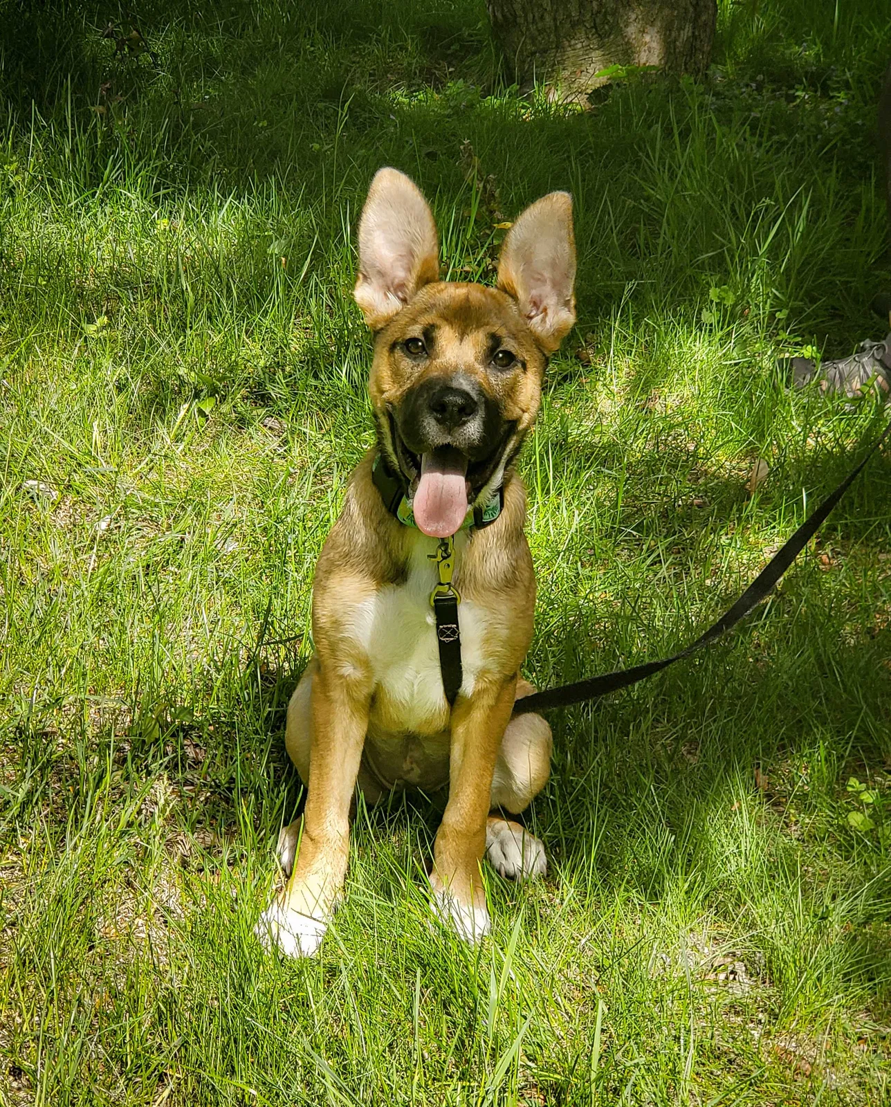 Lost dog in Saint Paul, MN, 55114