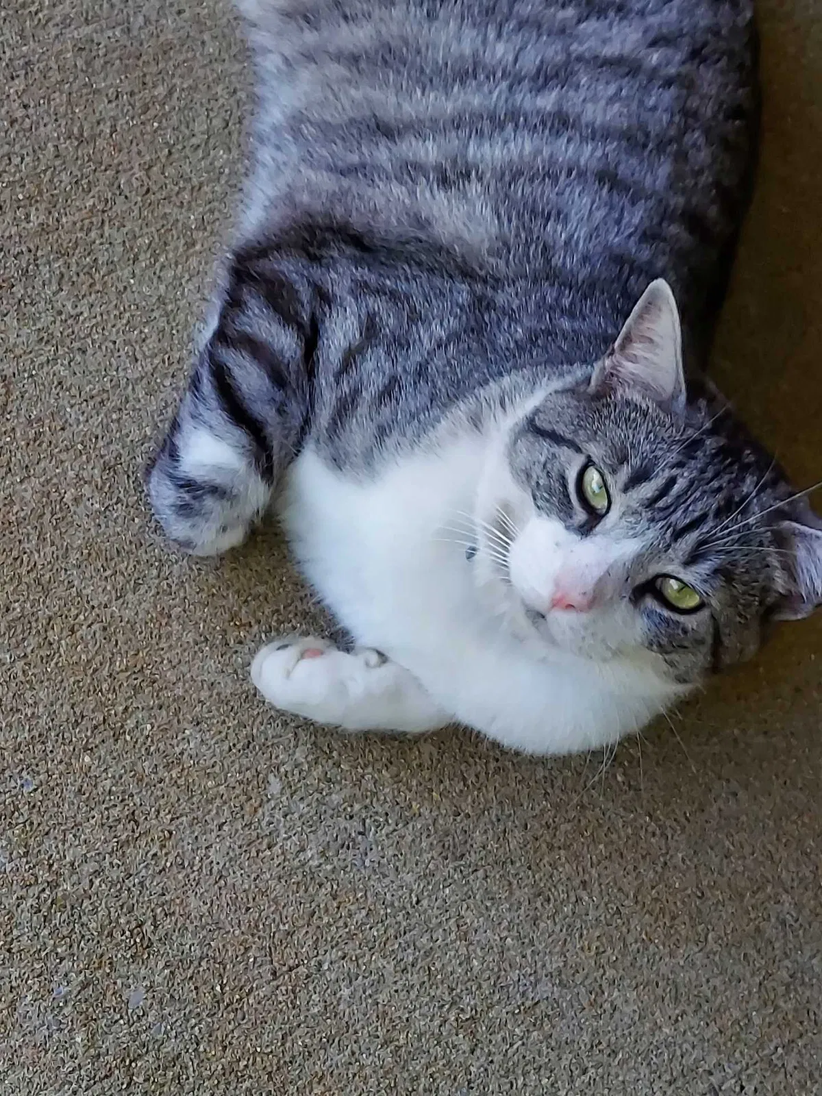 Lost cat in Richmond, KY, 40475