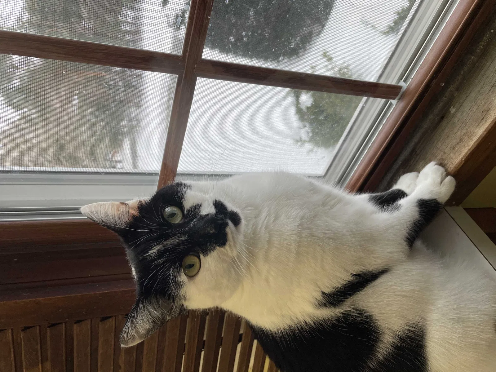 Lost cat in Burlington, CT, 6013