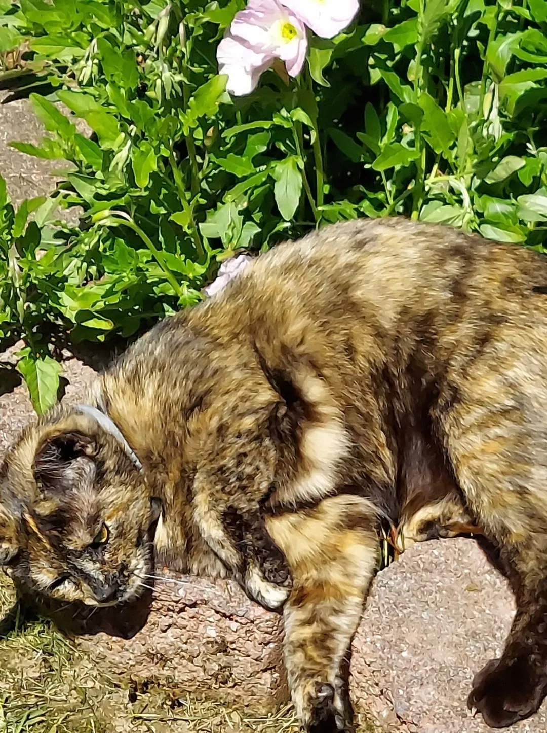 Lost cat in Richmond, KY, 40475