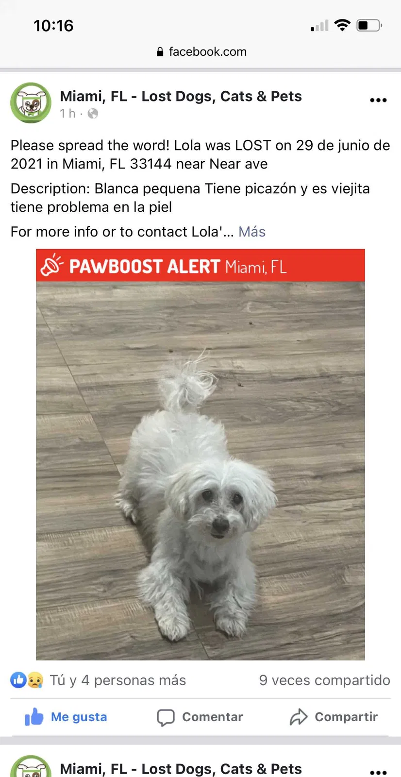 Lost dog in Miami, FL, 33144