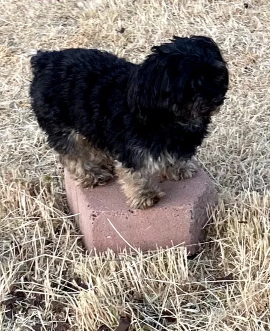 Lost dog in San Jacinto, CA, 92583