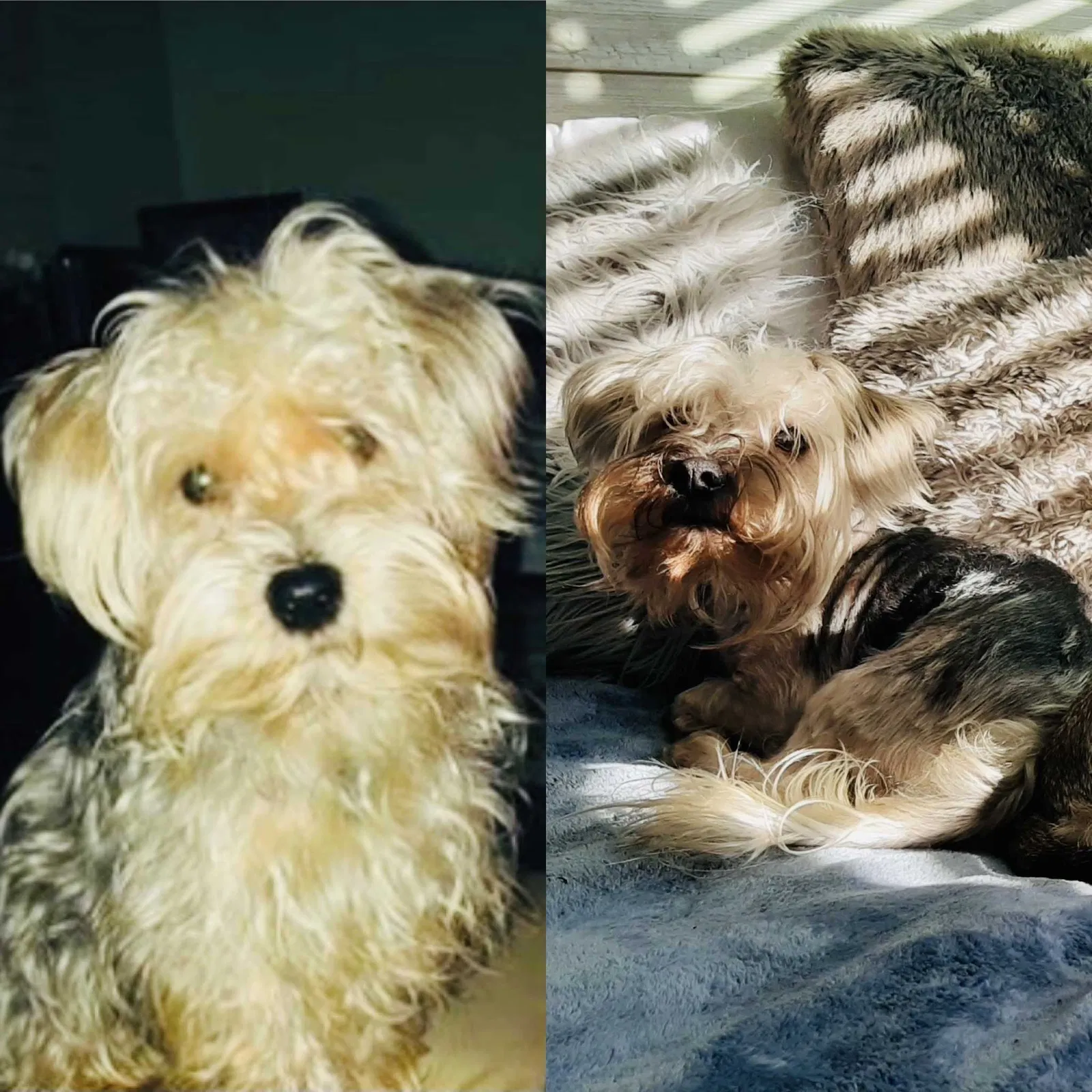 Lost dog in Bell Gardens, CA, 90201