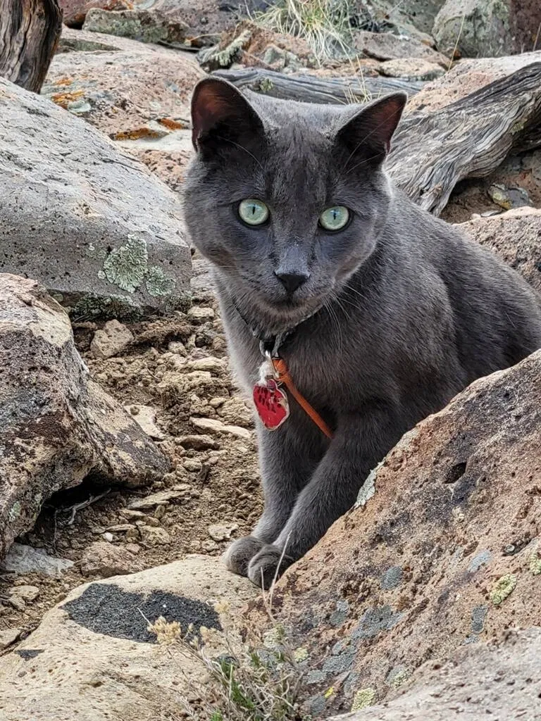 Lost cat in Walsenburg, CO, 81089