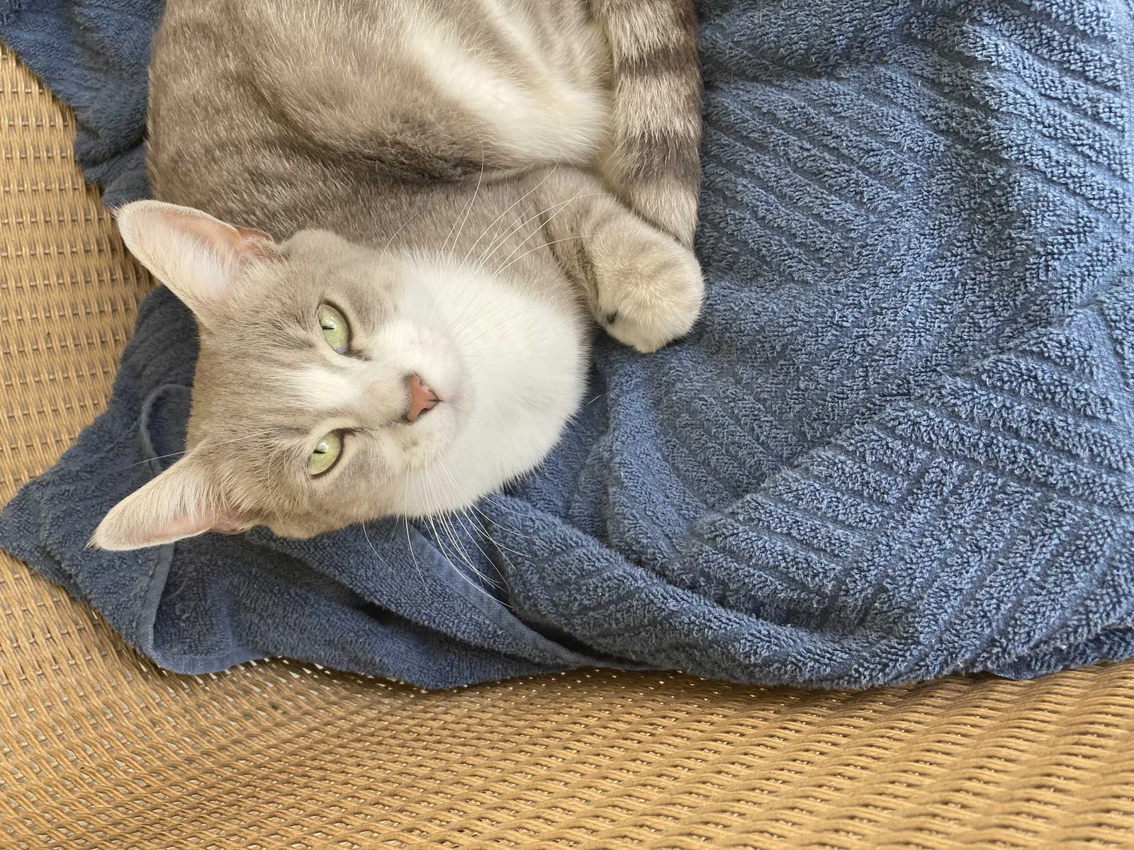 Lost cat in Fort Lauderdale, FL, 33311