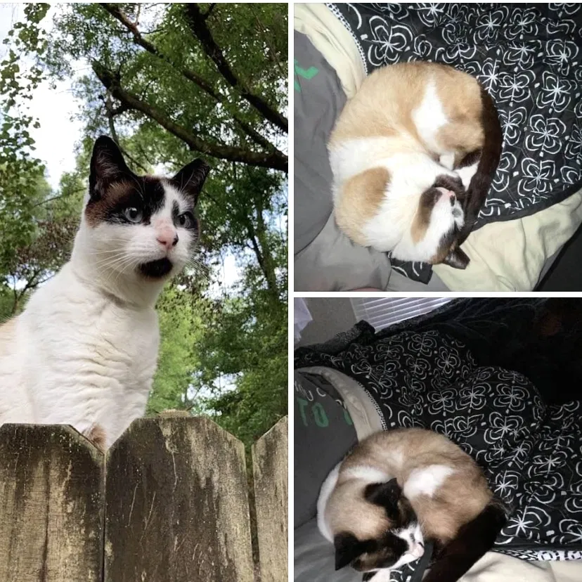 Lost cat in Fort White, FL, 32038