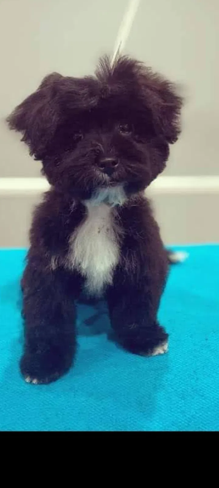Lost dog in Birmingham, AL, 35216