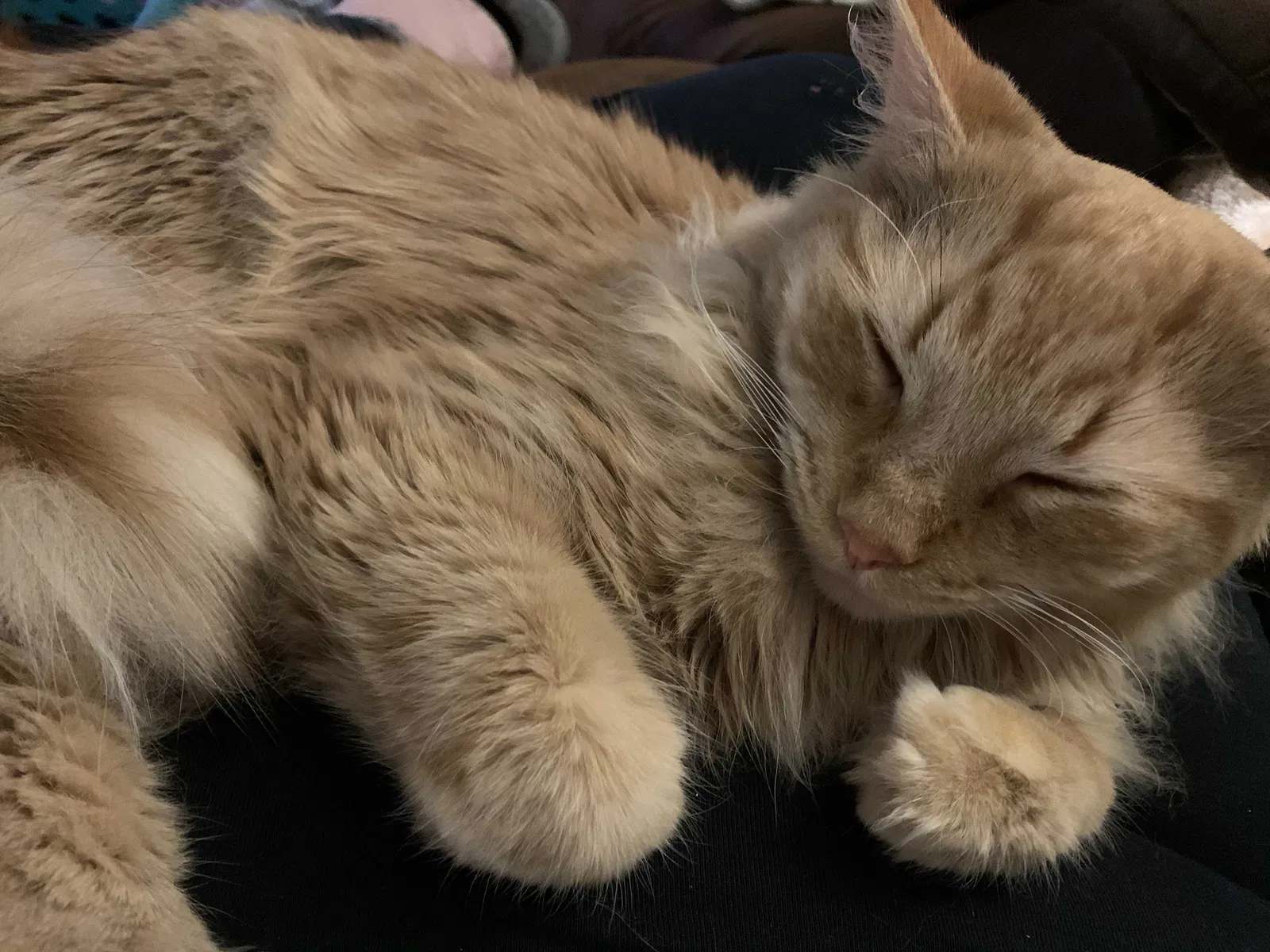 Lost cat in Minneapolis, MN, 55434