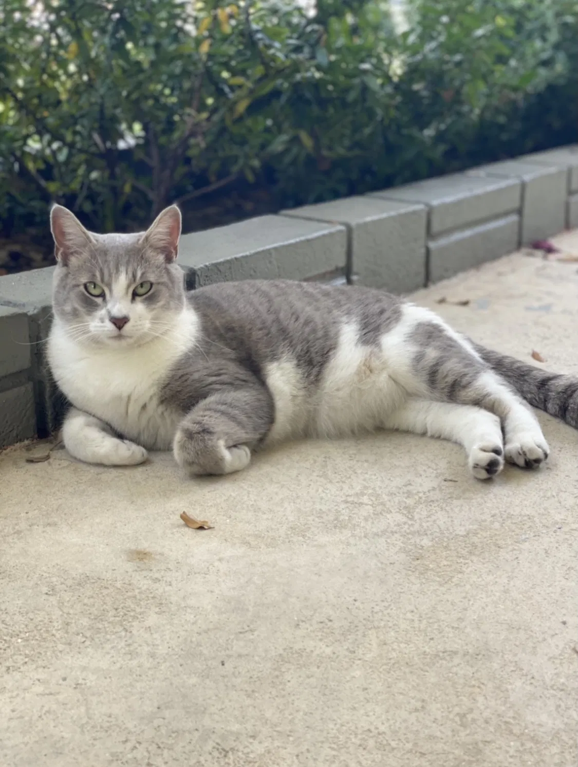 Lost cat in Fort Lauderdale, FL, 33311
