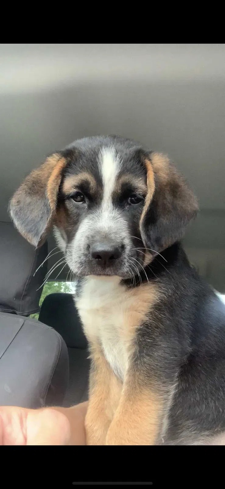 Lost dog in Strawberry Plains, TN, 37871