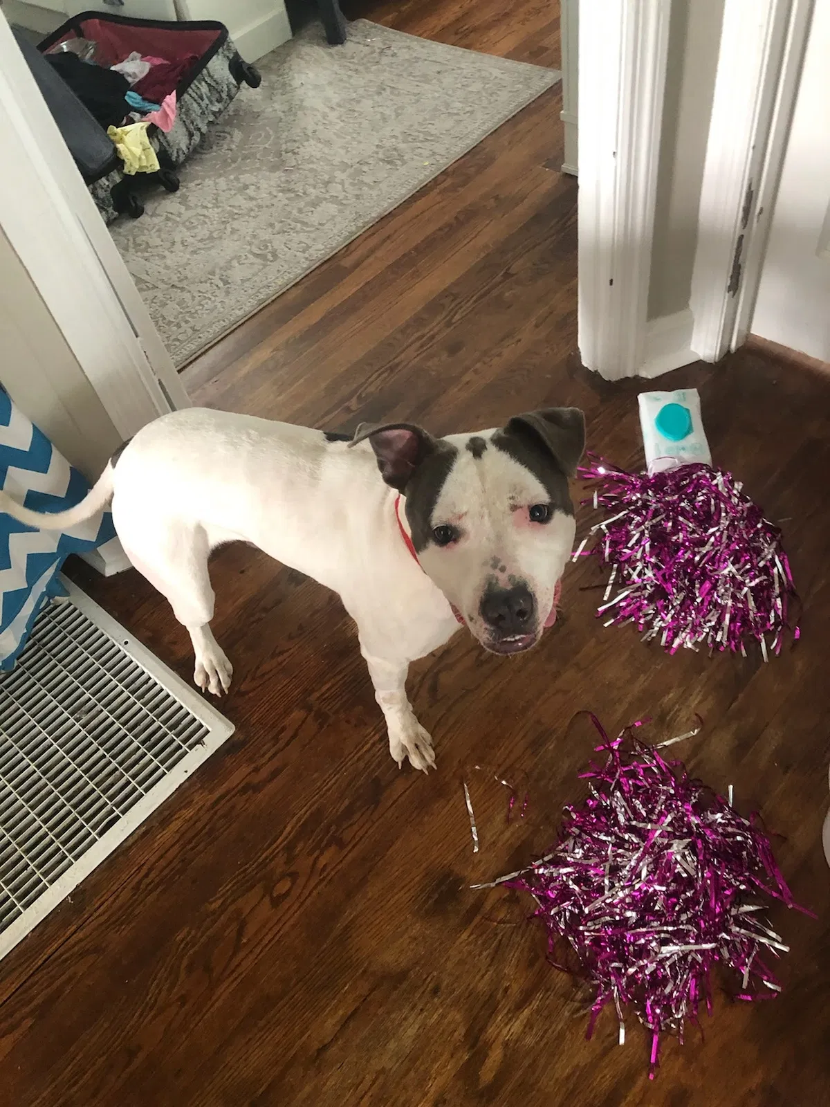 Lost dog in Clinton, TN, 37716