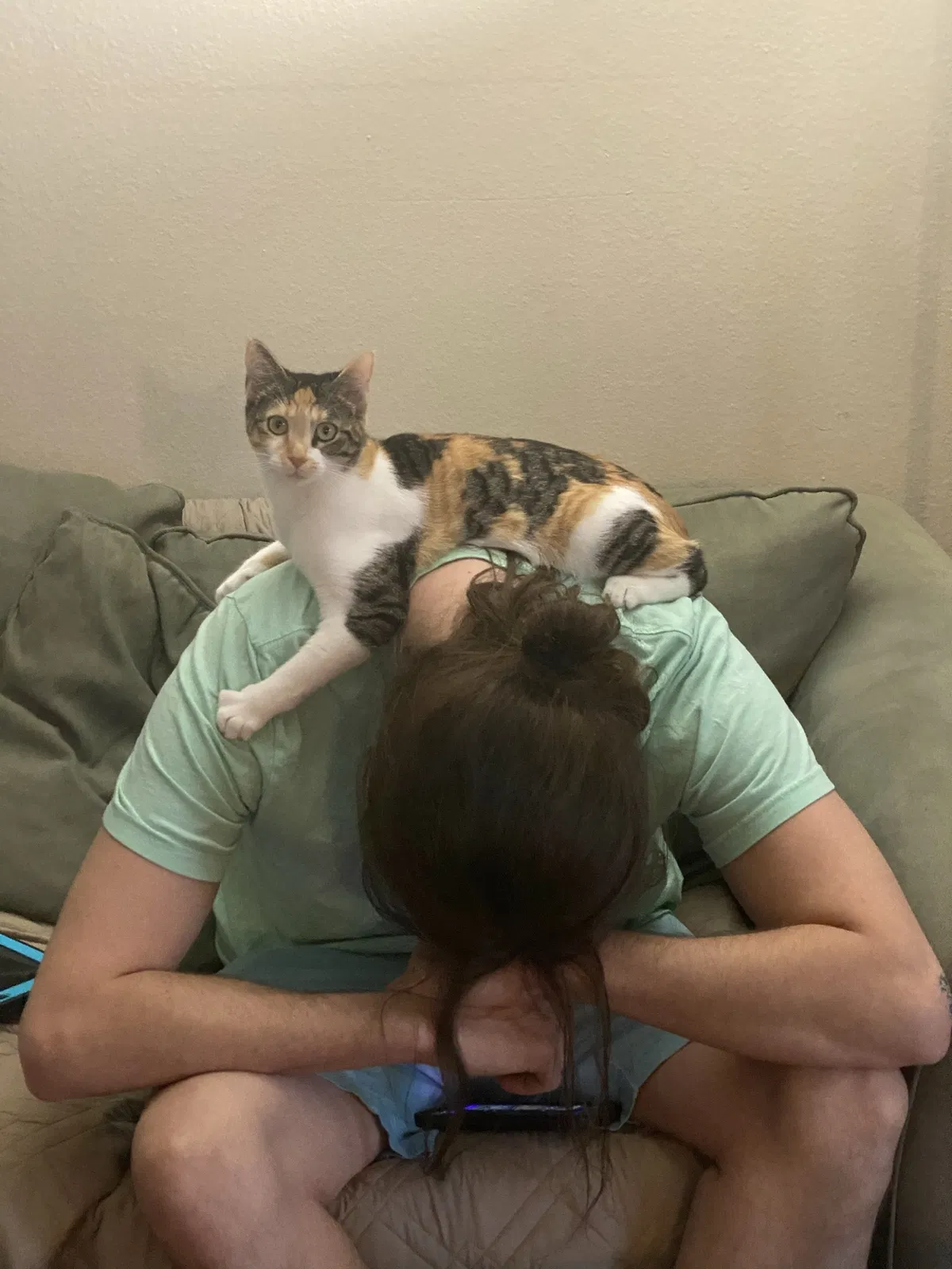Lost cat in University Place, WA, 98467