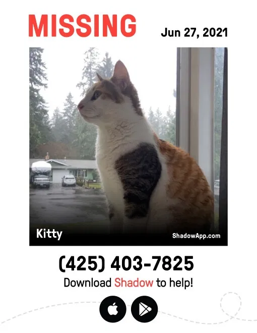 Lost cat in Sammamish, WA, 98075