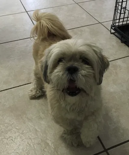 Lost dog in Miami, FL, 33175