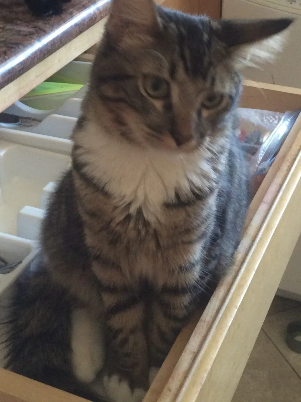 Lost cat in Huntington Beach, CA, 92647