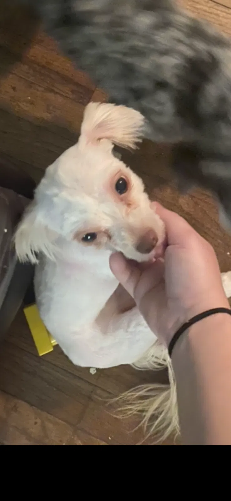 Lost dog in Locust Grove, GA, 30248