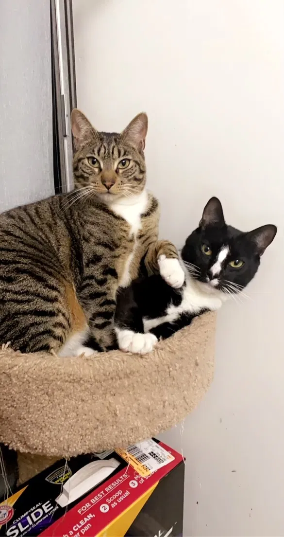 Lost cat in San Leandro, CA, 94579