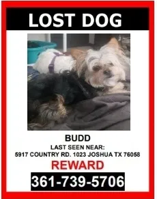Lost dog in Joshua, TX, 76058