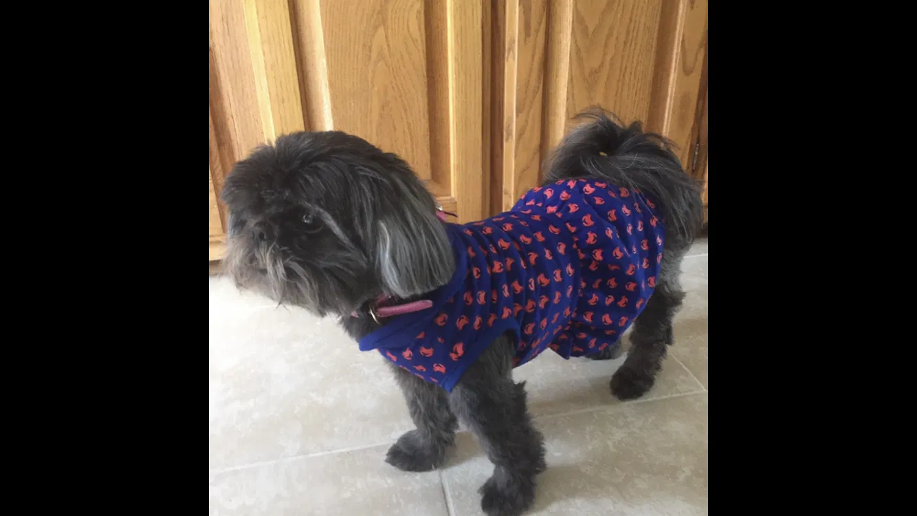 Lost dog in Hudson, FL, 34667
