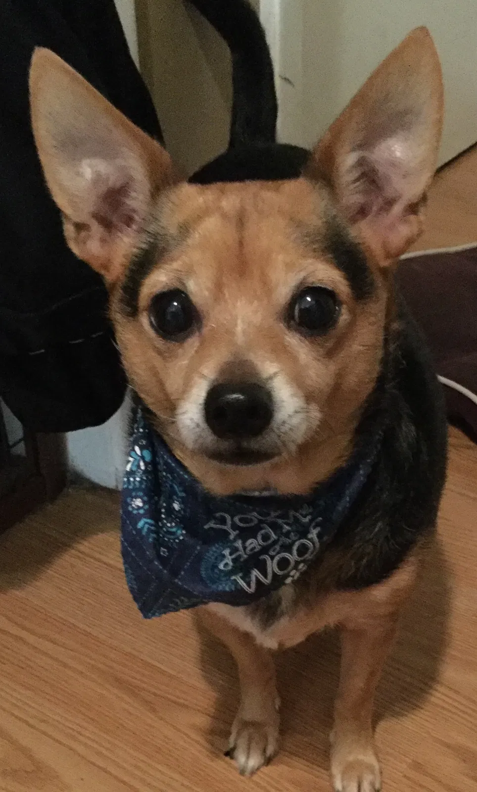 Lost dog in Holiday, FL, 34690