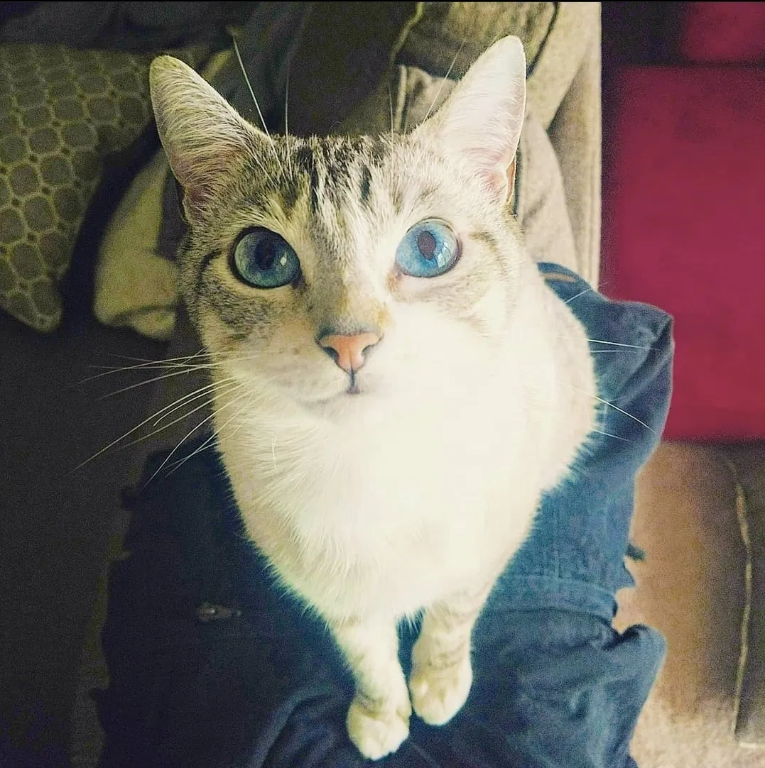Lost cat in Coatesville, PA, 19320
