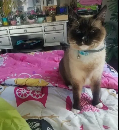 Lost cat in Canandaigua, NY, 14424