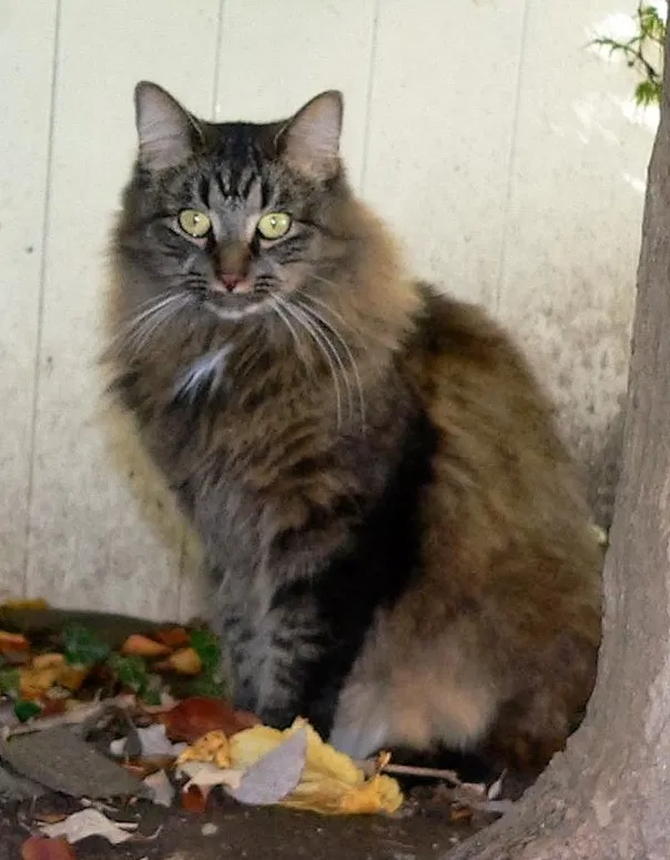 Lost cat in Upper Darby, PA, 19082