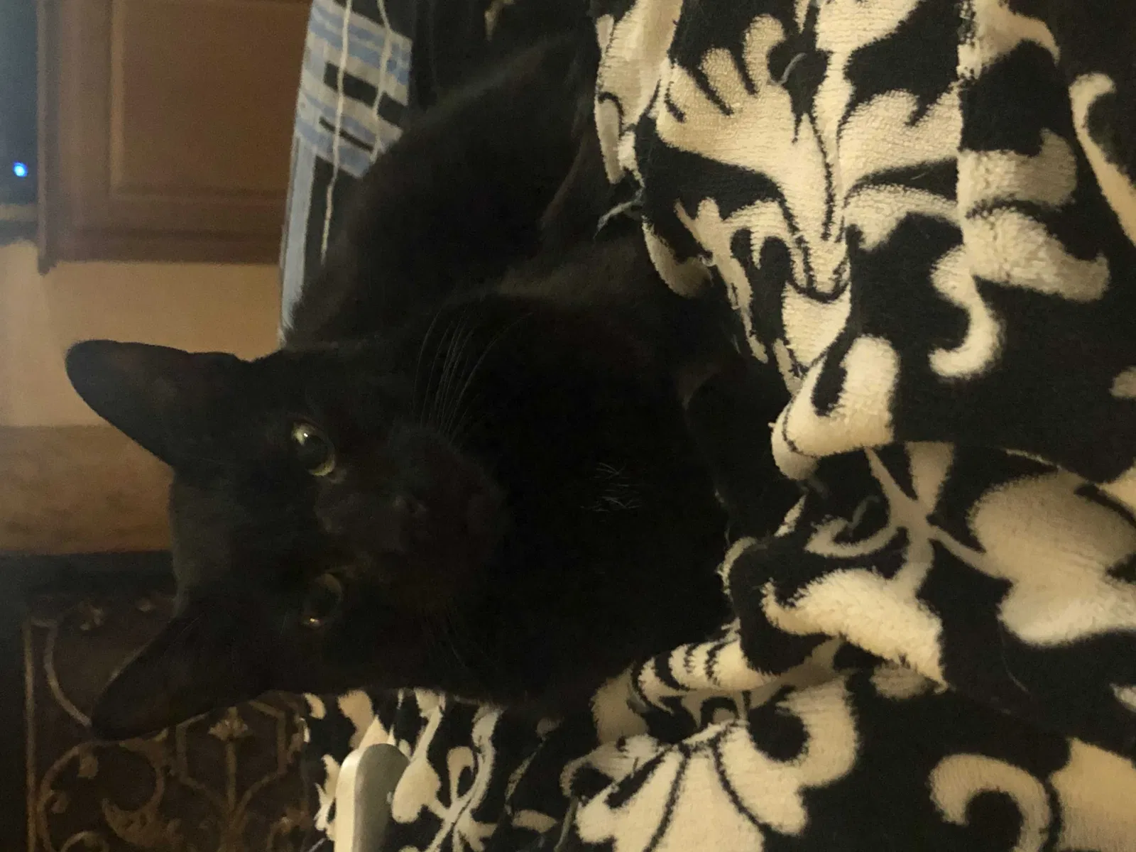 Lost cat in Austin, TX, 78733