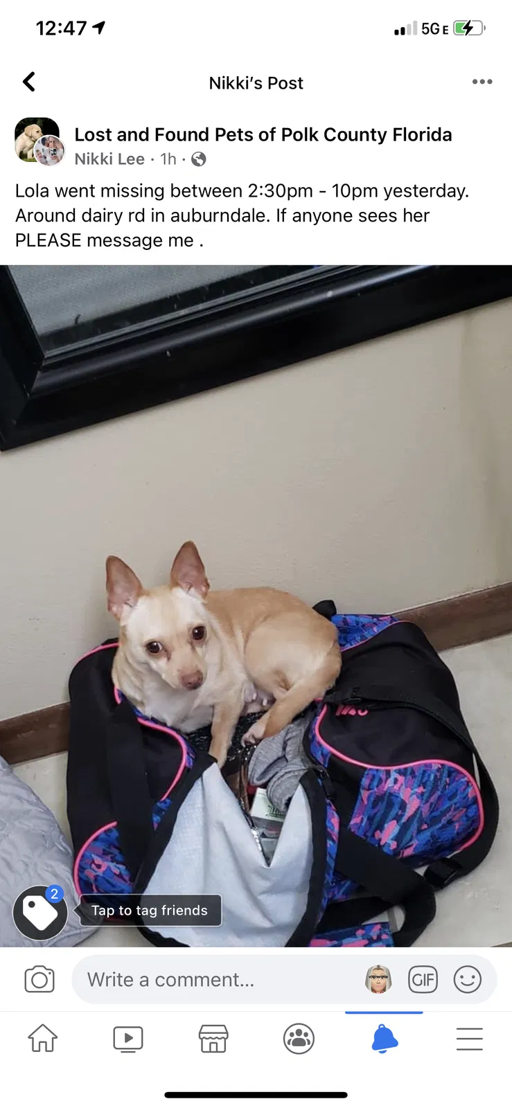 Lost dog in Auburndale, FL, 33823